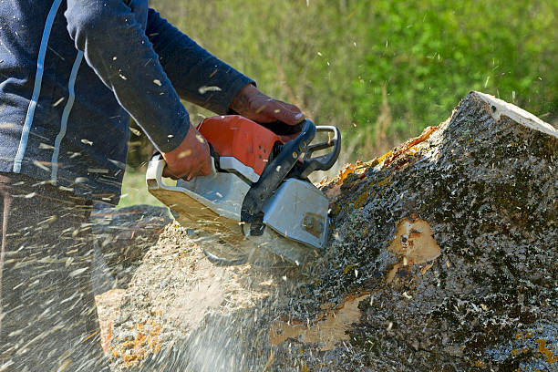 Professional  Tree Services in South Bound Brook, NJ